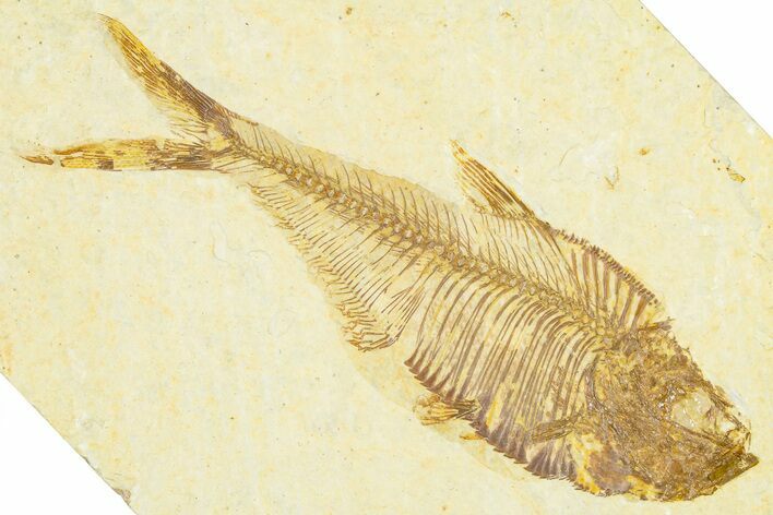 Detailed Fossil Fish (Diplomystus) - Wyoming #379429